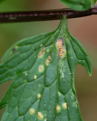 Puccinia commutata