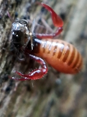 Neobisium