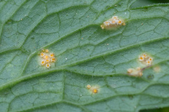 Puccinia commutata