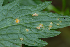 Puccinia commutata
