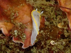 Diaphorodoris alba