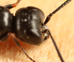 Passaloecus singularis