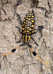 Aristobia approximator