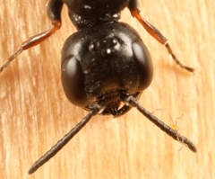 Passaloecus singularis
