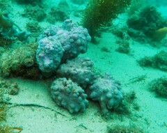 Pyura spinifera