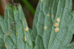 Puccinia commutata