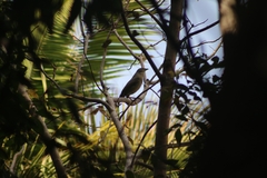 Ptilonorhynchus violaceus