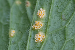 Puccinia commutata