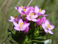 Centaurium erythraea