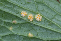 Puccinia commutata