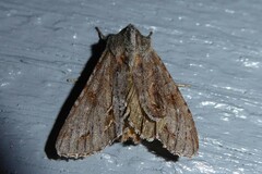 Ichneutica ustistriga