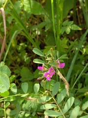 Tephrosia purpurea