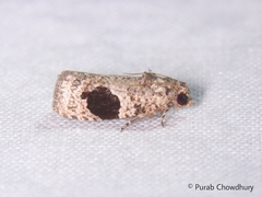 Ophiorrhabda mormopa