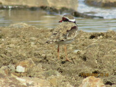 Elseyornis melanops