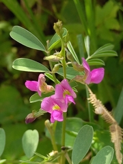 Tephrosia purpurea
