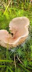 Lactarius helvus