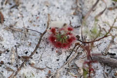 Drosera micrantha