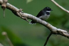 Rhipidura javanica