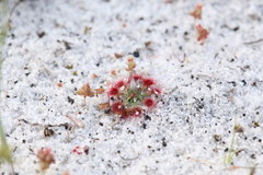 Drosera micrantha