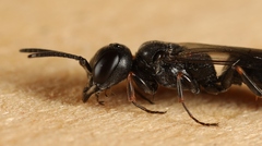 Passaloecus singularis