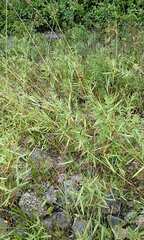 Dichanthelium spretum