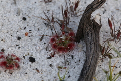 Drosera micrantha