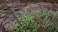 Cladonia