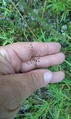 Dichanthelium spretum