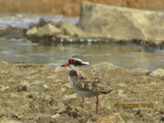 Elseyornis melanops