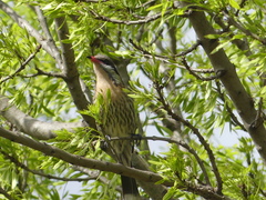 Acanthagenys rufogularis