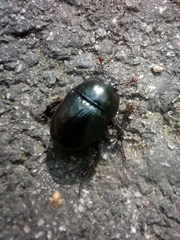 Anoplotrupes stercorosus