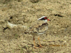 Elseyornis melanops