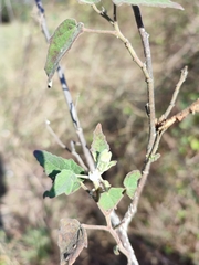 Hibiscus panduriformis