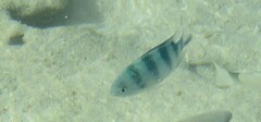 Abudefduf sexfasciatus