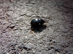 Anoplotrupes stercorosus