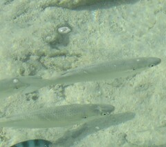 Mugilidae