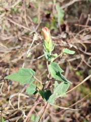 Hibiscus panduriformis