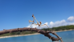 Empusa fasciata