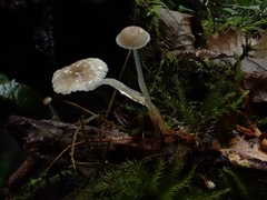 Roridomyces roridus