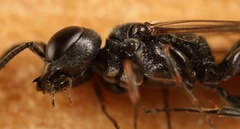 Passaloecus singularis