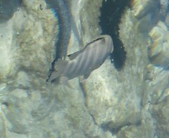 Abudefduf septemfasciatus