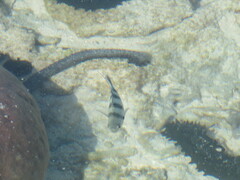 Abudefduf sexfasciatus