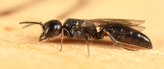 Passaloecus singularis