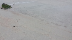 Thinornis cucullatus