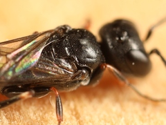 Passaloecus singularis