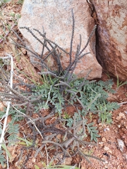 Crassula muscosa muscosa