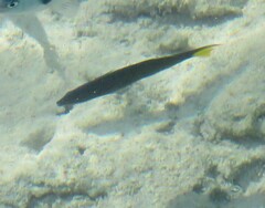 Thalassoma lunare