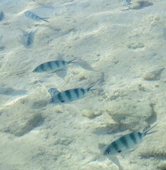 Abudefduf sexfasciatus