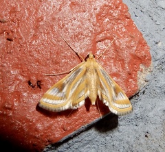 Eoophyla gibbosalis
