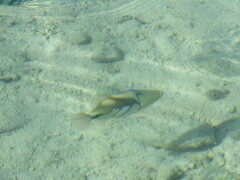 Rhinecanthus aculeatus